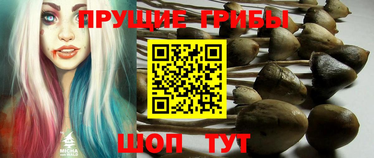 Осинники  Псилоцибиновые грибы Psilocybe  Вход с VPN 